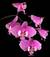 azzurritedgl