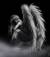 blacksadangel