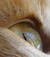 capuccine