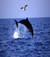 carlo_morelli