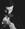 cavaliere_nero10