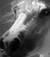 cavallopazzo70_10
