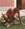 chiccosolitario2