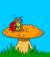 coccinellapl