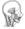 craniofacciale