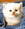 dafne86.v