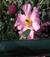 daisy4ladybirds