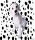 dalmata21