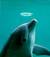 delfinofilippo1