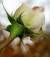 desireoflove