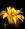 dolce.orchidea60