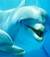 dolphin_italy