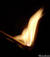 drugo_71