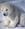 frencytitaniclama