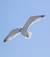 gabbiano_in_volo