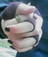 gaiola_93