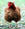 gallina.ruspante