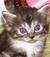 gattina_aliena
