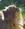 gattina_tremenda