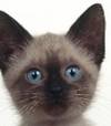 gatto.062