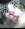 gatto5231