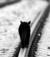 gatto_giramondo