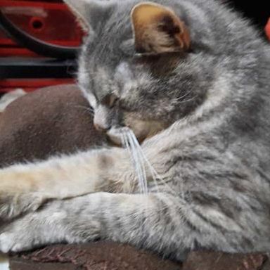 gattogrigio51