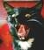 gattoselvatico2