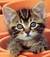 gattosoriano75