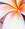 gelsominaglicine