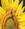 girasole.1980