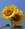 girasole132