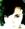 girasole1987_1916