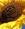 girasole222