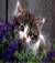 girasole_notturno