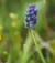 golia_70