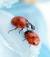 gossipcoccinella