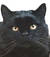 il_gatto_soriano