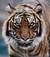 kissofthetiger