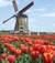 l_olandese