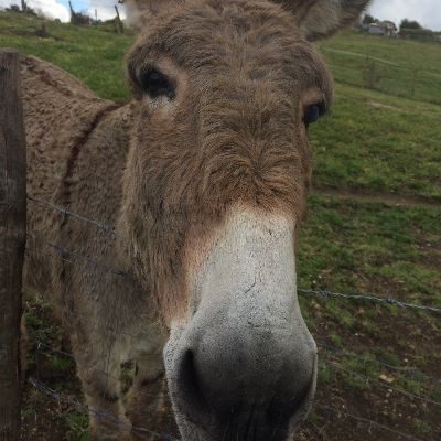 Se copi, violi le regole della Community