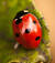lapin.s