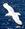 larus_eburneus