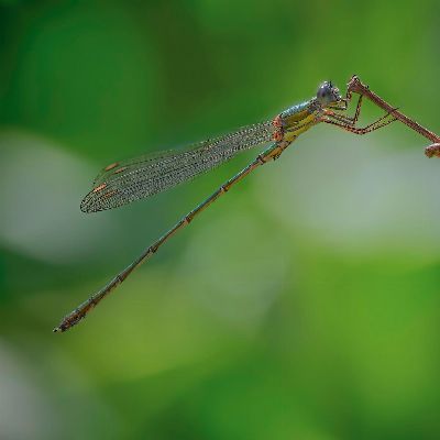 libellula21dgl0