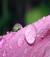 lucy_di_narnia