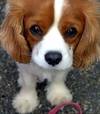 lucy_run