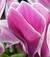 luisa.s1968