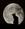 luna_white
