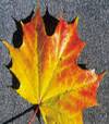 maple_leaf