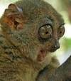 miaku